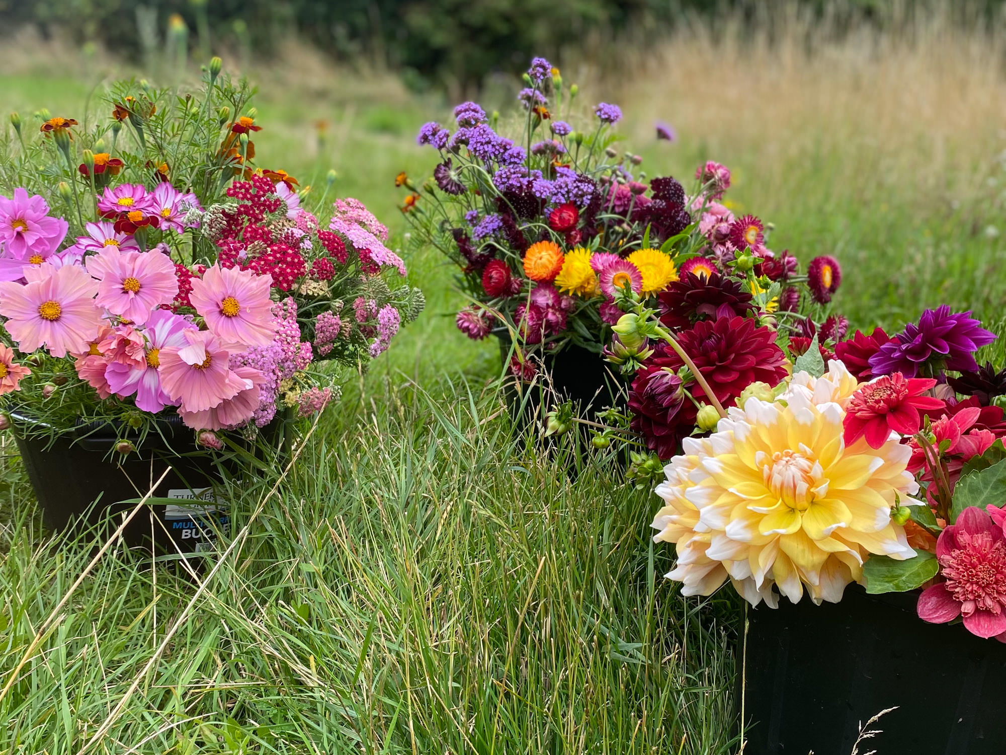 Flos - Hertfordshire Organic Flower Farm - wedding cut fresh flowers