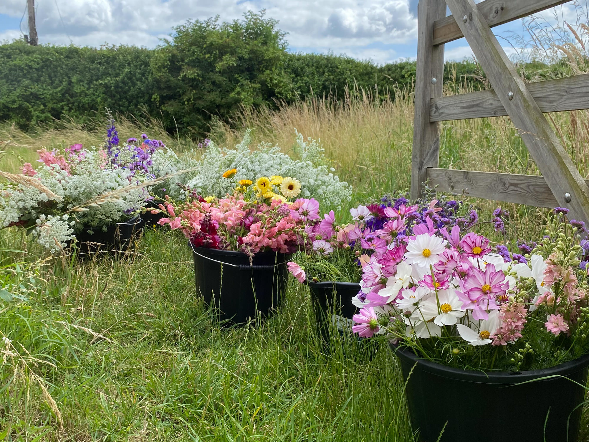 Flos - Hertfordshire Organic Flower Farm - wedding cut fresh flowers